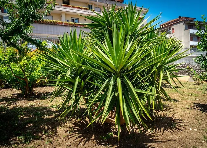 Antonella\'S House